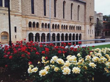 Red flowering plants against building