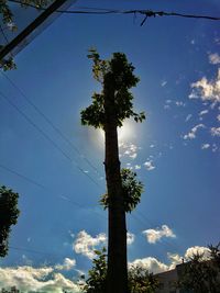 Trees against sky