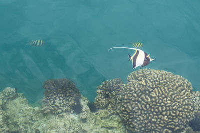 High angle view of fishes swimming in sea