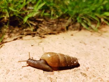 Close-up of snail on white surface