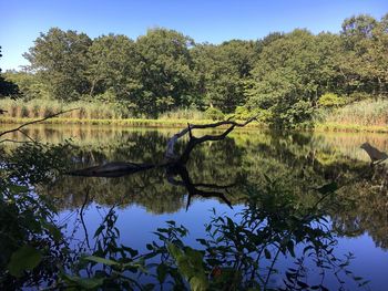 Scenic view of lake against trees in forest