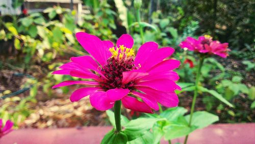 Close-up of pink flower