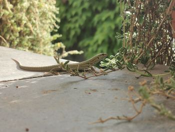 Close-up of a lizard on plants
