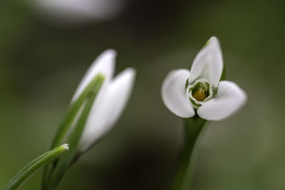 Close-up of white flowering plant