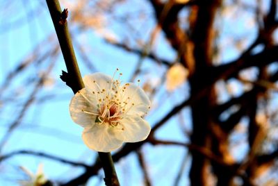 Close-up of flower growing on tree