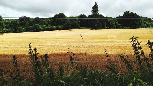 Scenic view of field against sky