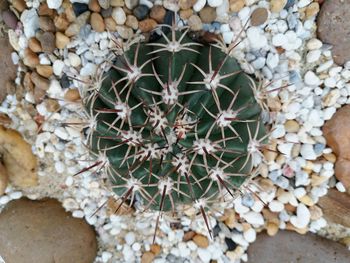 High angle view of cactus plants