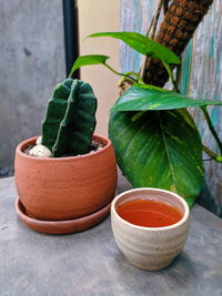 Close-up of potted plant on table