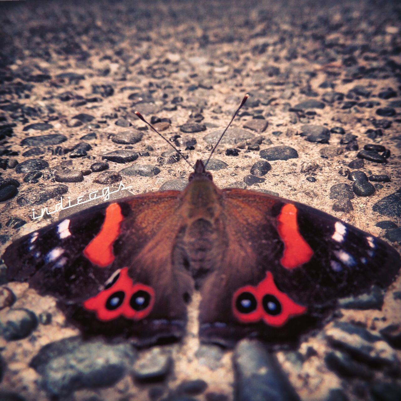 high angle view, red, animal themes, close-up, ground, street, one animal, asphalt, no people, road, day, outdoors, black color, nature, selective focus, domestic animals, sand, stone - object, sunlight, natural pattern