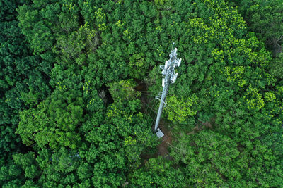 High angle view of plants growing on land