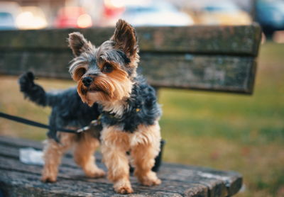 Portrait of cute little yorkshire terrier standing on a bench