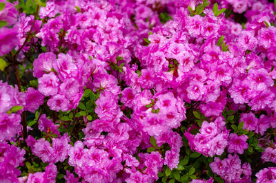 Close-up of pink flowering plants