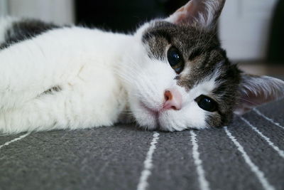 Close-up portrait of cat resting on carpet