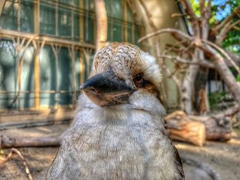 Close-up of a bird looking away