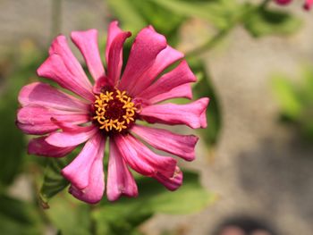 Close-up of pink flower