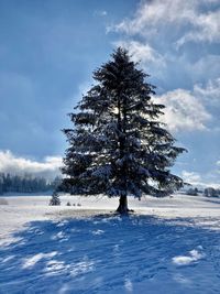 Tree on snow covered field against sky