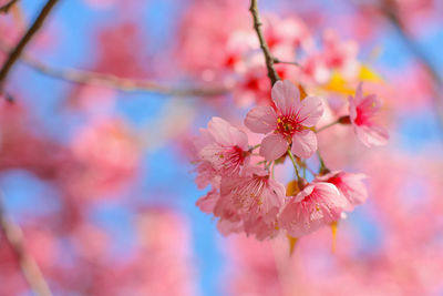 Close-up of pink cherry blossom