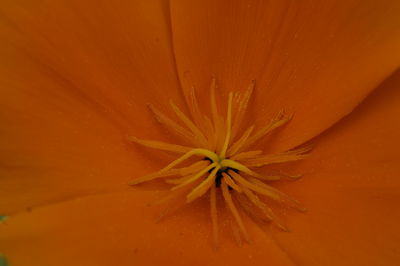 Close-up of fresh yellow hibiscus blooming outdoors
