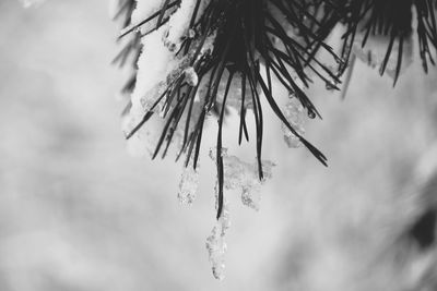 Low angle view of snow covered tree against sky