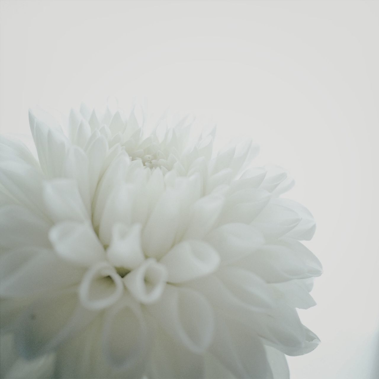 flower, petal, flower head, freshness, fragility, beauty in nature, white color, close-up, growth, studio shot, nature, white background, single flower, blooming, plant, copy space, white, softness, no people, pollen