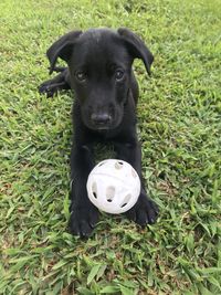 Black puppy in a field
