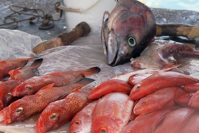 Close-up of fish for sale in market