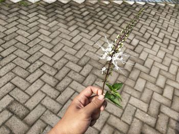 High angle view of woman hand on cobblestone street