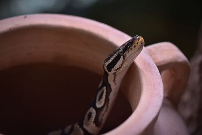 Close-up of snake