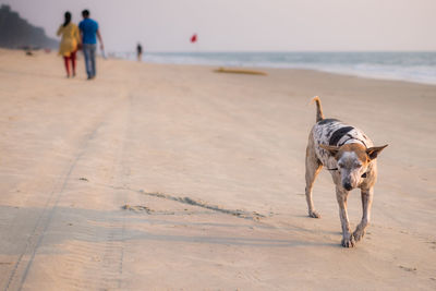 Dog walking on beach