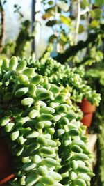 Close-up of plant growing outdoors