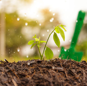 Close-up of fresh wet plants growing on field