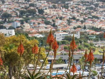 The city of funchal in portugal