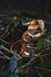 Close-up of mushroom growing on field