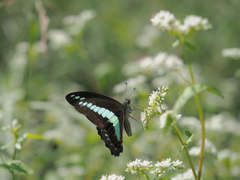 Common bluebottle, blue triangle, graphium sarpedon nipponum, or swallowtail butterfly on a flower