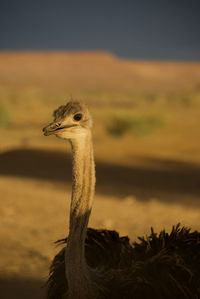 Close-up of a bird looking away