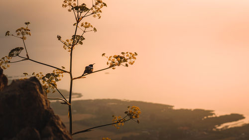 Bird perching on plant during sunset