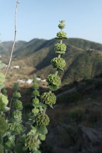 Close-up of fresh green plants on snow