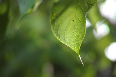 Close-up of green leaves on plant