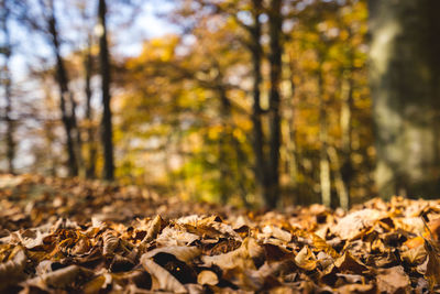 Close-up of tree in forest during autumn