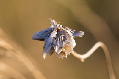 Close-up of wilted flower