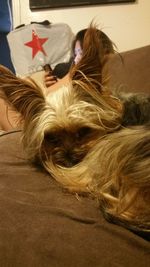 Close-up of dog at home