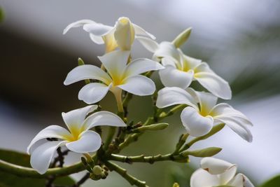 Close-up of frangipani blooming outdoors