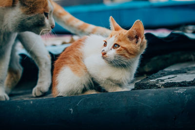 Close-up of a cat looking away
