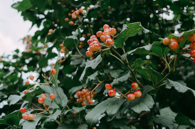 Close-up of fruits on tree