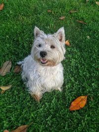 Dog standing on grassy field