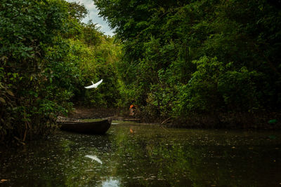 Scenic view of river in forest