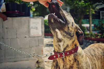 Beautiful close-up of a presa canario dog