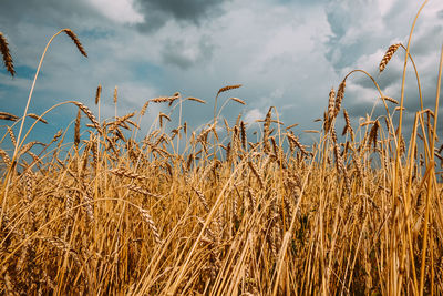 Field of ripe golden wheat against a cloudy sky