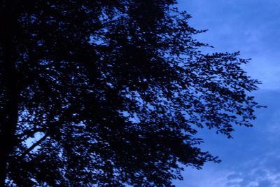 Low angle view of trees against blue sky