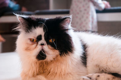 Portrait of cat at home